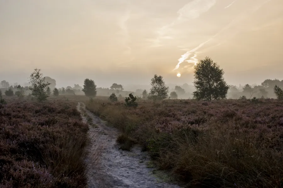 Camping de Holterberg Sallandse Heuvelrug dauw