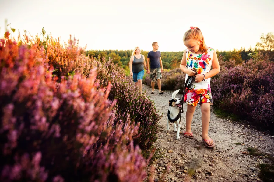 Toerisme Rijssen Holten Wandelen Heide Holterberg